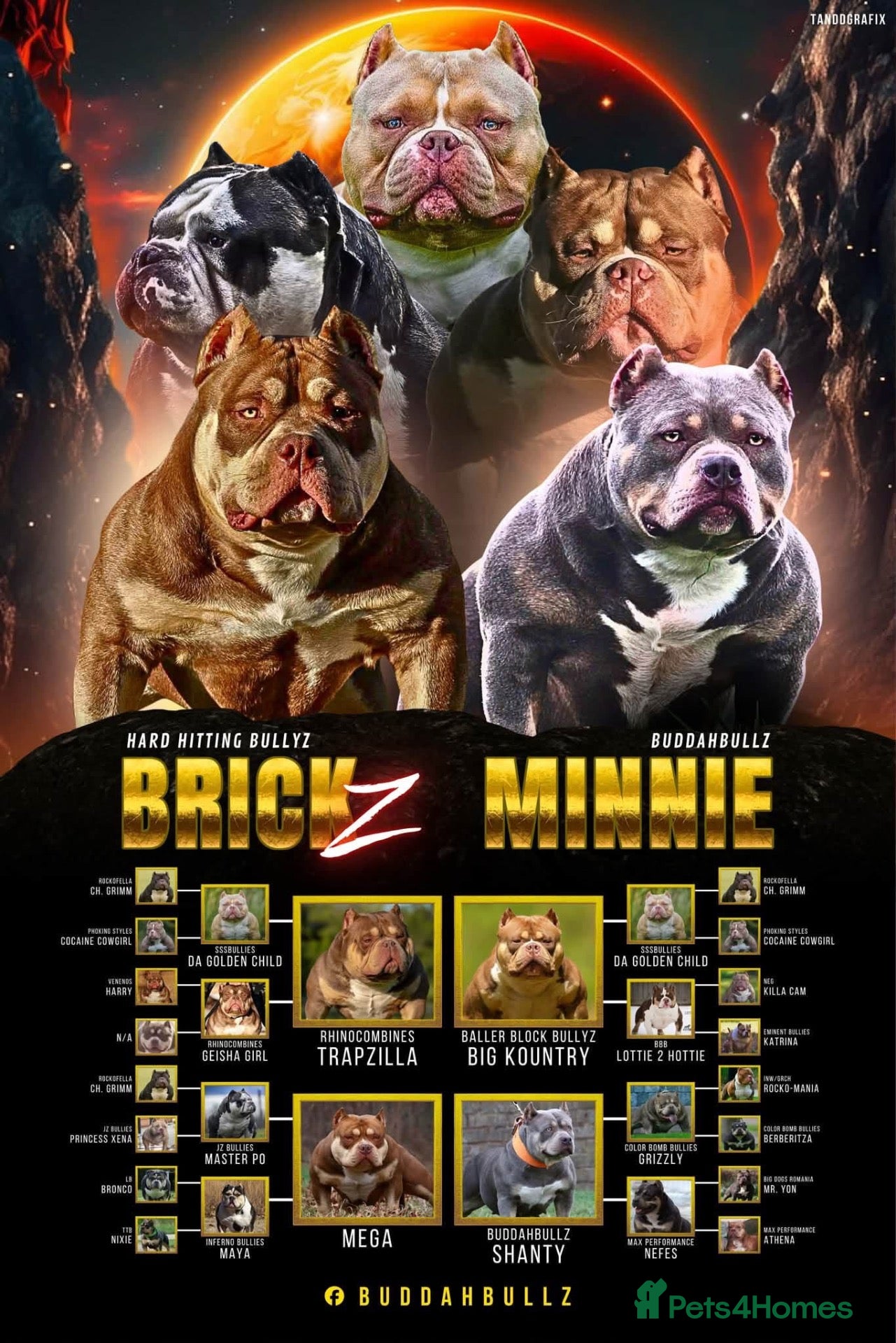 American Bully dogs READY NOW American Bullys  - Advert 4