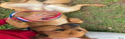 Mixed Breed dogs for adoption: Roca - Norwich Norfolk  - Advert 7