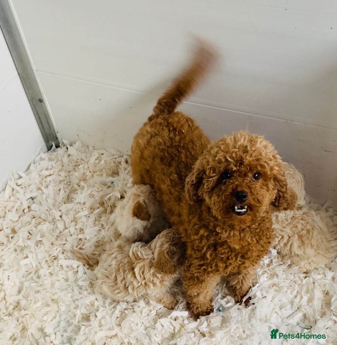 Poochon dogs for sale: Outstanding Poochon puppies - Advert 2