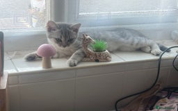 British Shorthair cats for sale: Beautiful silver spotted BSH for sad sale  - Image 9
