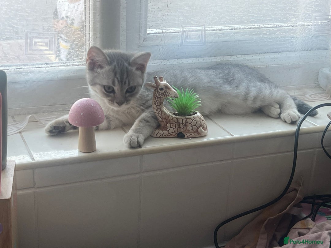 British Shorthair cats for sale: Beautiful silver spotted BSH for sad sale  - Image 9