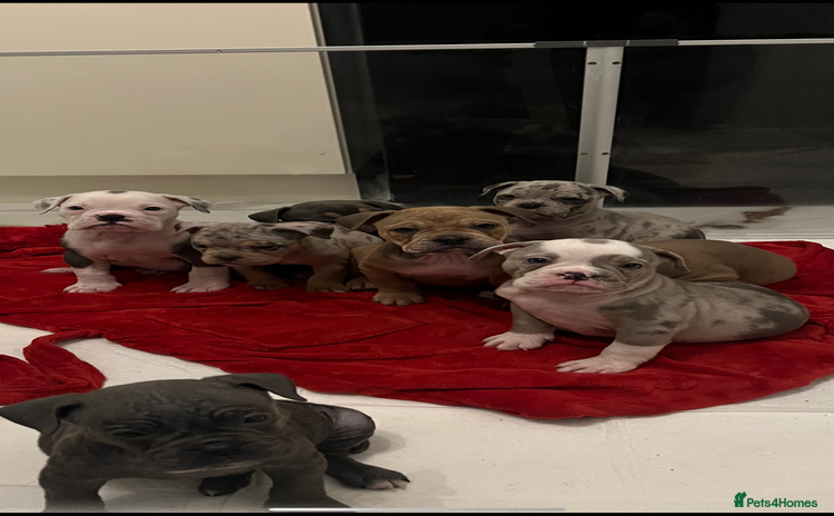 Olde English Bulldogge dogs - Advert 2