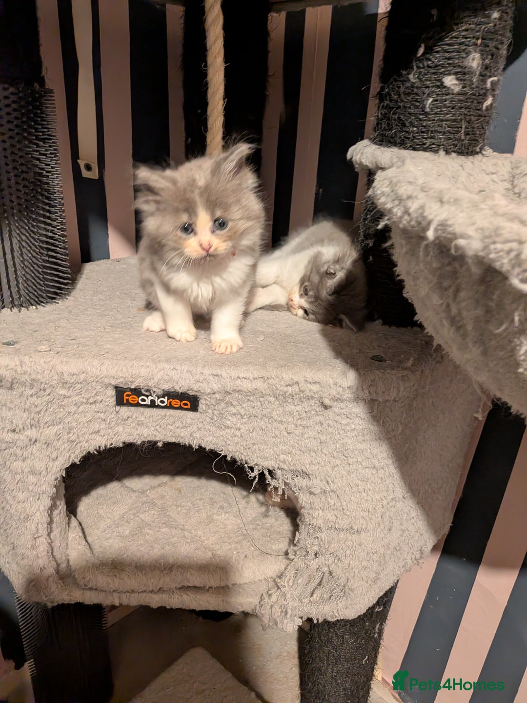 Maine Coon cats for sale: Mainecoon  x ragdolls - Advert 25