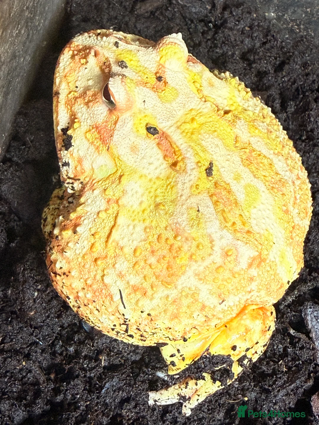 Frog reptiles for sale: pikachu pacman frog in Durham - Advert 3