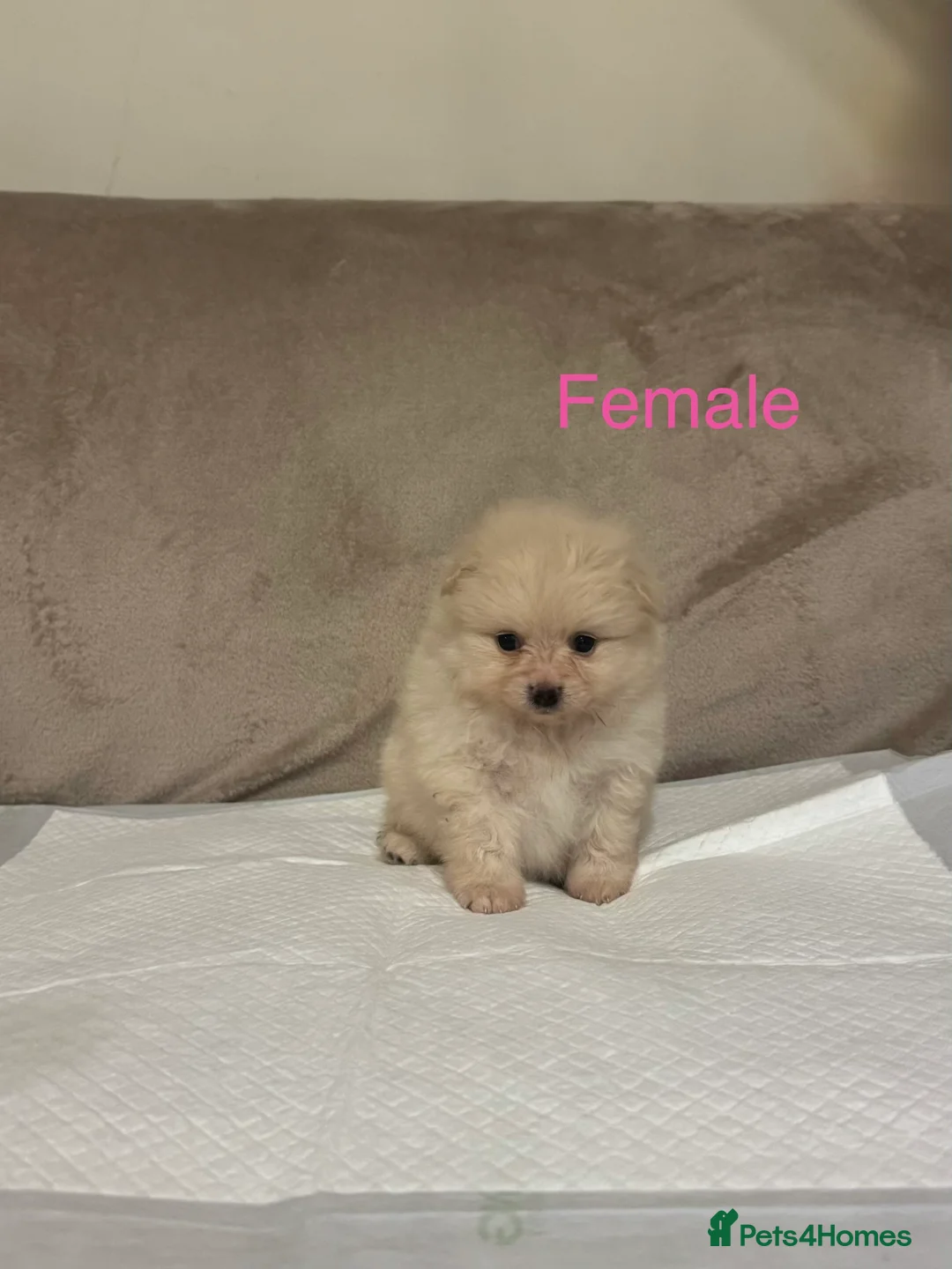 Pomeranian dogs for sale: 🐾Fluffy Little Pomeranians for sale🐾 - Advert 11
