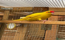 Mixed Breed birds for sale: Gorgeous baby Kakariki’s  - Image 3