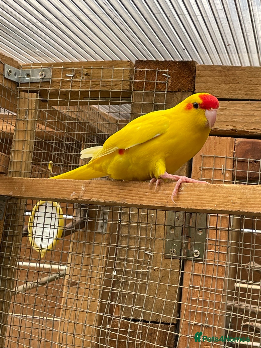 Mixed Breed birds for sale: Gorgeous baby Kakariki’s  - Image 3
