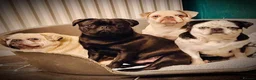 Pug dogs for sale: Two beautiful panda pug girls  in Wrexham - Advert 2
