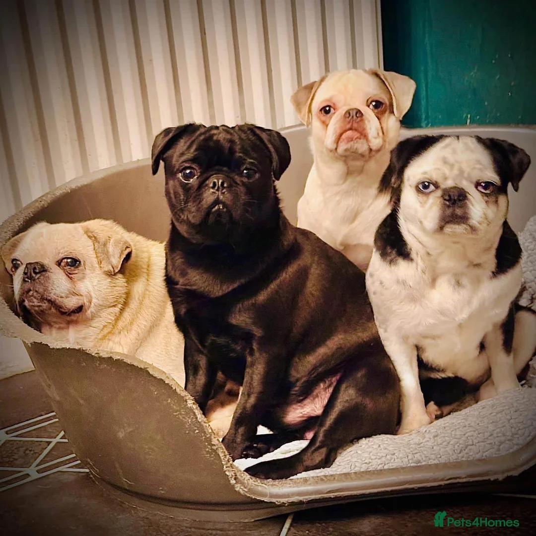 Pug dogs for sale: Two beautiful panda pug girls  in Wrexham - Advert 2