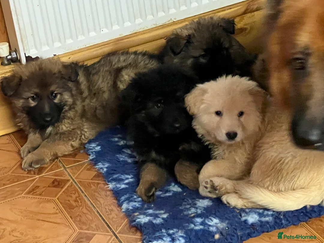 German Shepherd dogs for sale: Beautiful long haired straight back GSD babies  - Advert 12