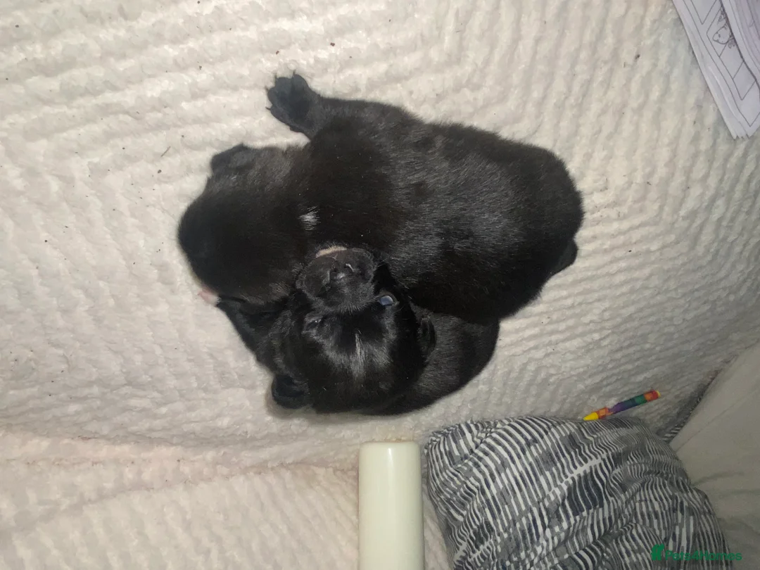 Chug dogs for sale: 3 beautiful chug puppy’s 😍🏡 - Advert 8