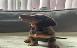 Miniature Dachshund dogs for sale: Adorable miniature daschunds - Image 2