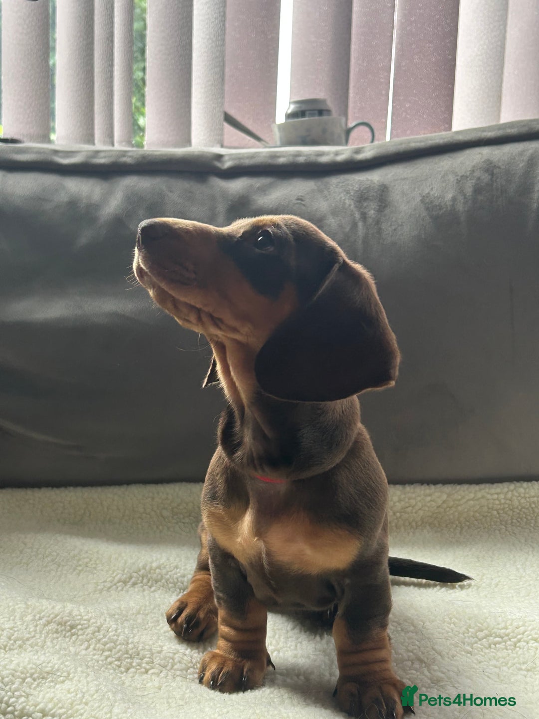 Miniature Dachshund dogs for sale: Adorable miniature daschunds - Image 2
