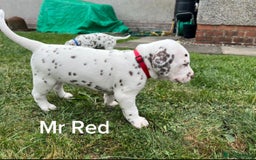 Dalmatian dogs for sale: KC Registered Dalmatian Puppies (Scotland) - Image 7