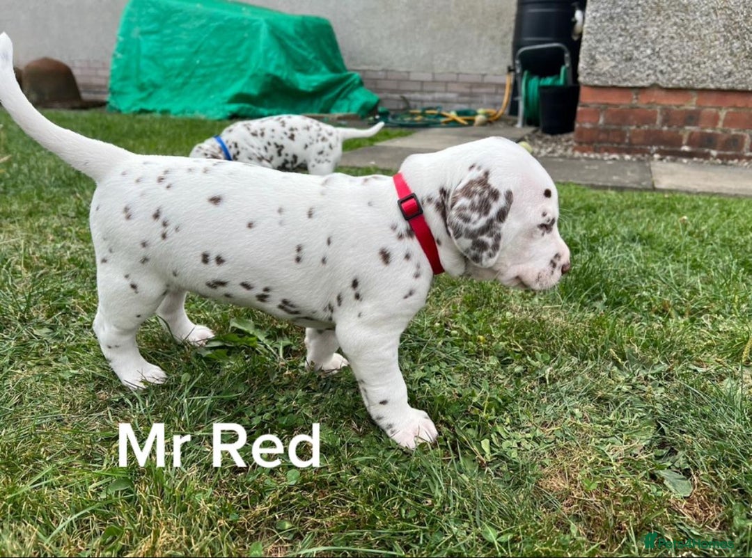 Dalmatian dogs for sale: KC Registered Dalmatian Puppies (Scotland) - Image 7