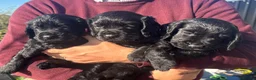 Cocker Spaniel dogs for sale: Stunning KC working cockers exceptional parents - Advert 21