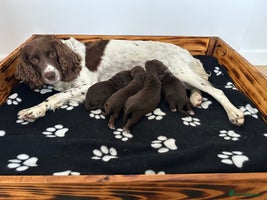 Sprocker dogs Fully Health Tested Sprocker Spaniel Puppies - Advert 16