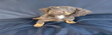 Cocker Spaniel 1