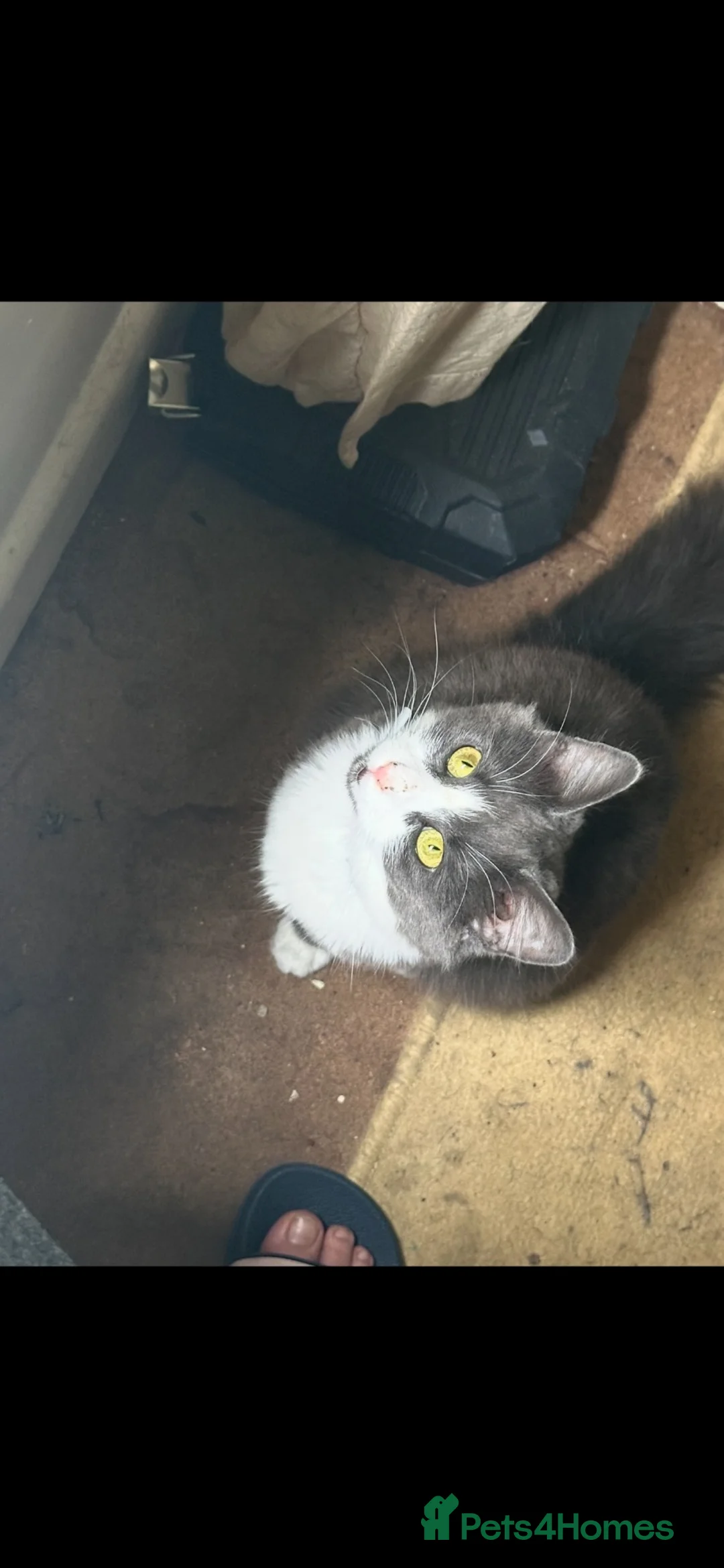 Mixed Breed cats for sale: 2 femles left read description x - Advert 2
