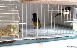 Finches birds for sale: 1 female Java and pair of gouilden  finches  - Image 15