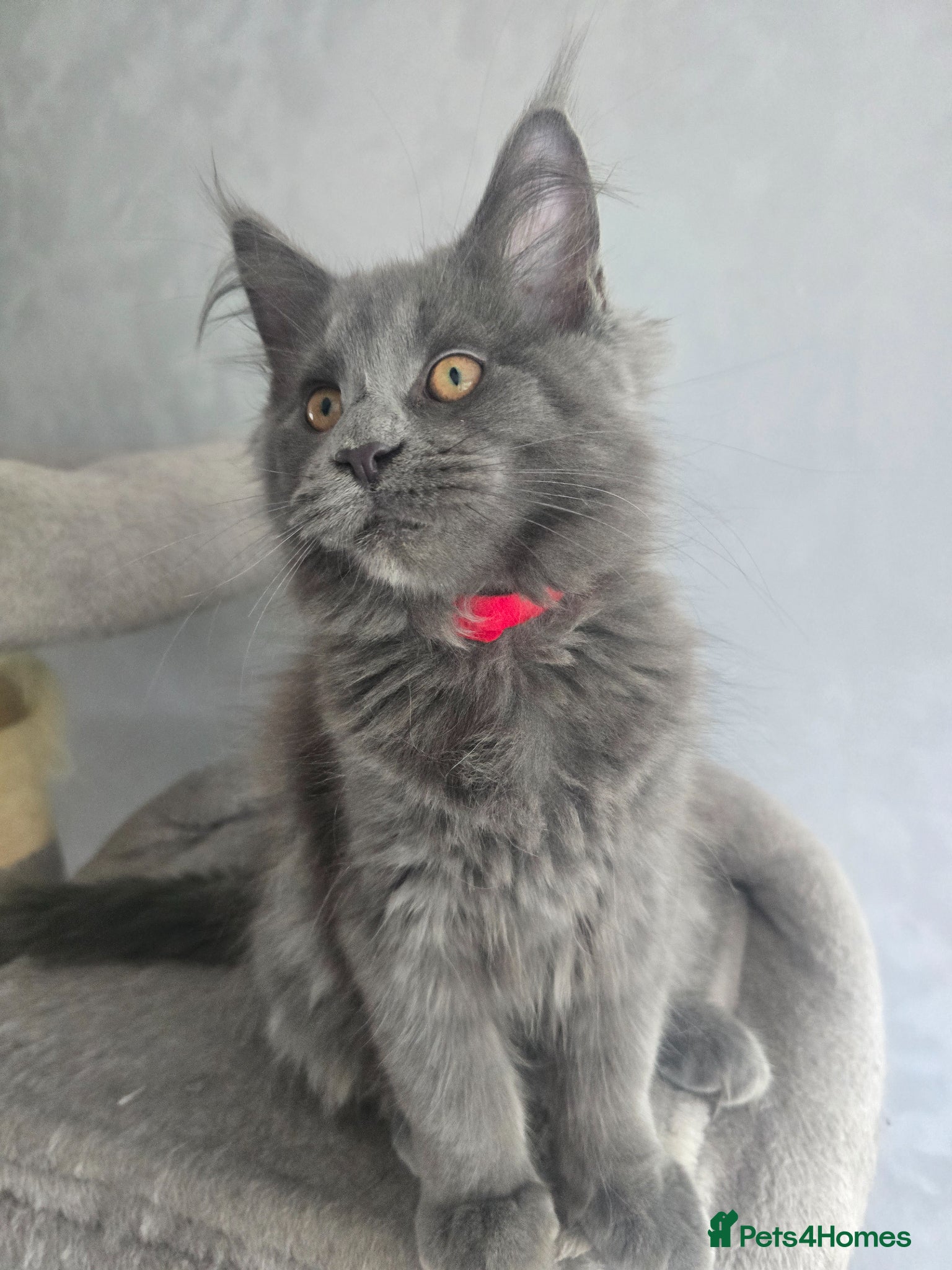 Maine Coon cats for sale: Blue mainecoon adorable kittens TICA reg - Advert 1