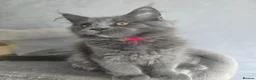 Maine Coon cats for sale: Blue mainecoon adorable kittens TICA reg - Advert 1