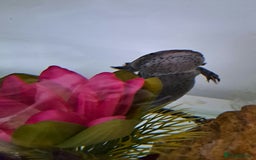 Axolotl reptiles for sale: Axolotl - Image 1