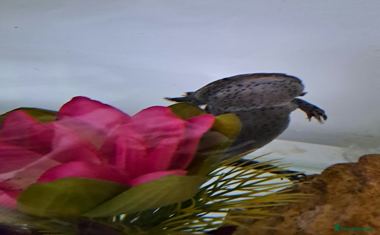 Axolotl reptiles - Advert 1