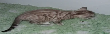 Female