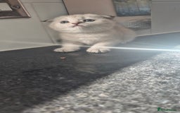Scottish Fold cats for sale: Beautiful Girl ready to go - Image 4