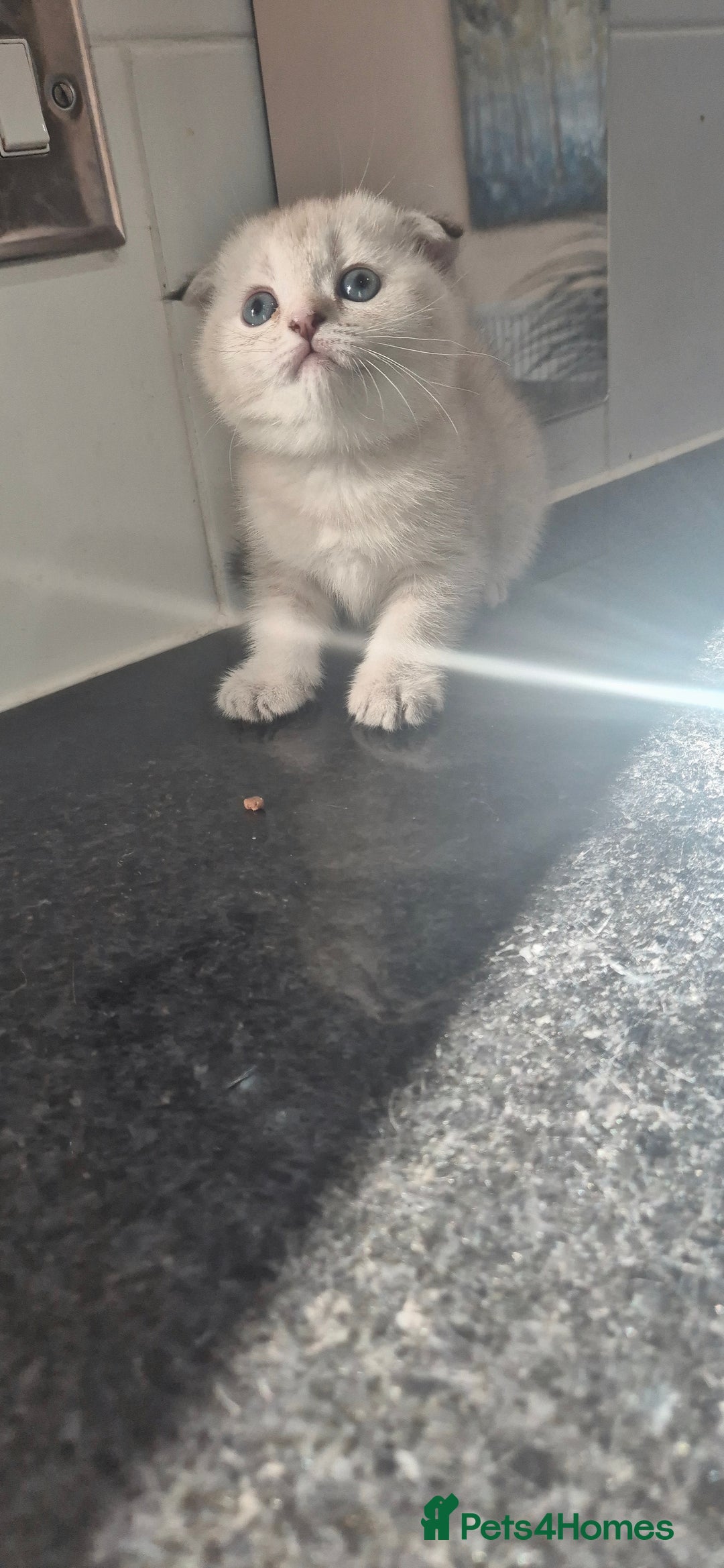 Scottish Fold cats for sale: Beautiful Girl ready to go - Image 4