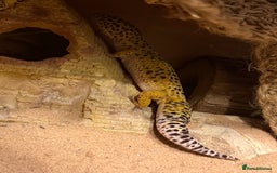 Leopard Gecko reptiles for sale: Leopard Gecko 🦎 and enclosure  - Image 6