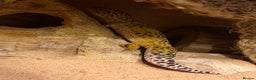 Leopard Gecko reptiles for sale: Leopard Gecko 🦎 and enclosure  - Advert 6