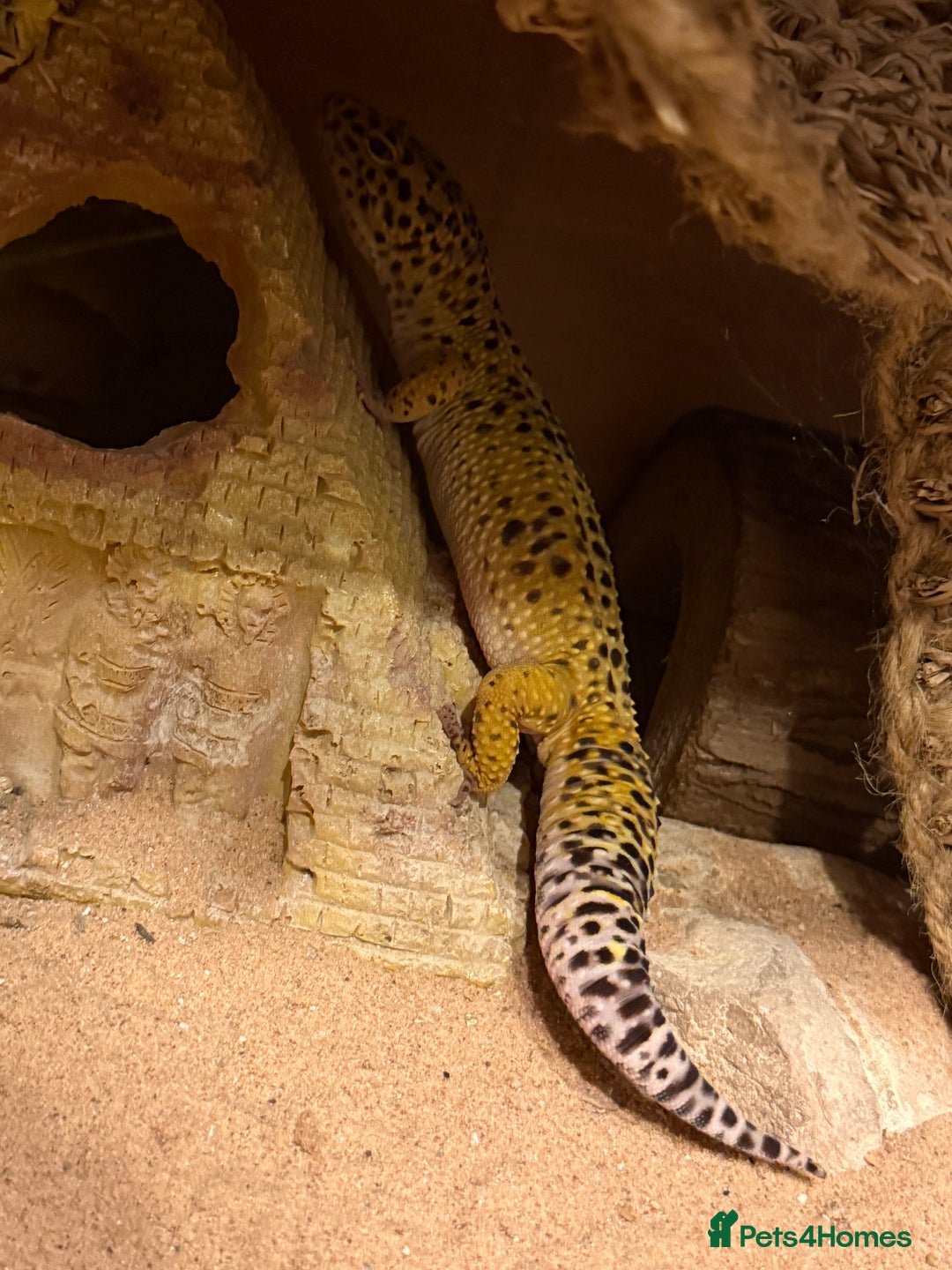 Leopard Gecko reptiles for sale: Leopard Gecko 🦎 and enclosure  - Image 6