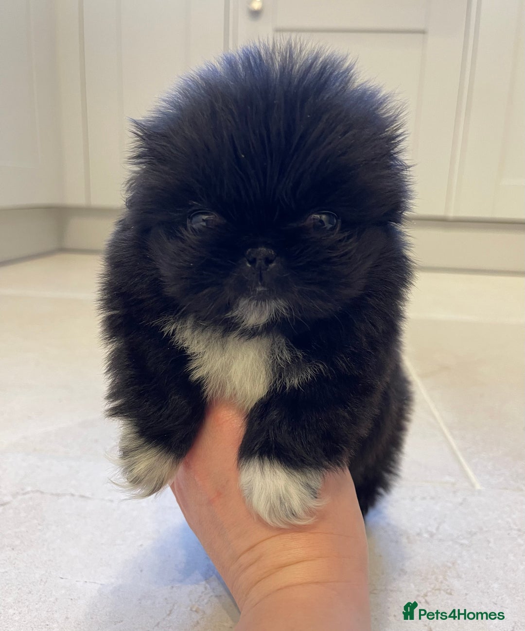Pekingese dogs for sale: Gorgeous KC registered Pekingese Puppies  - Advert 16
