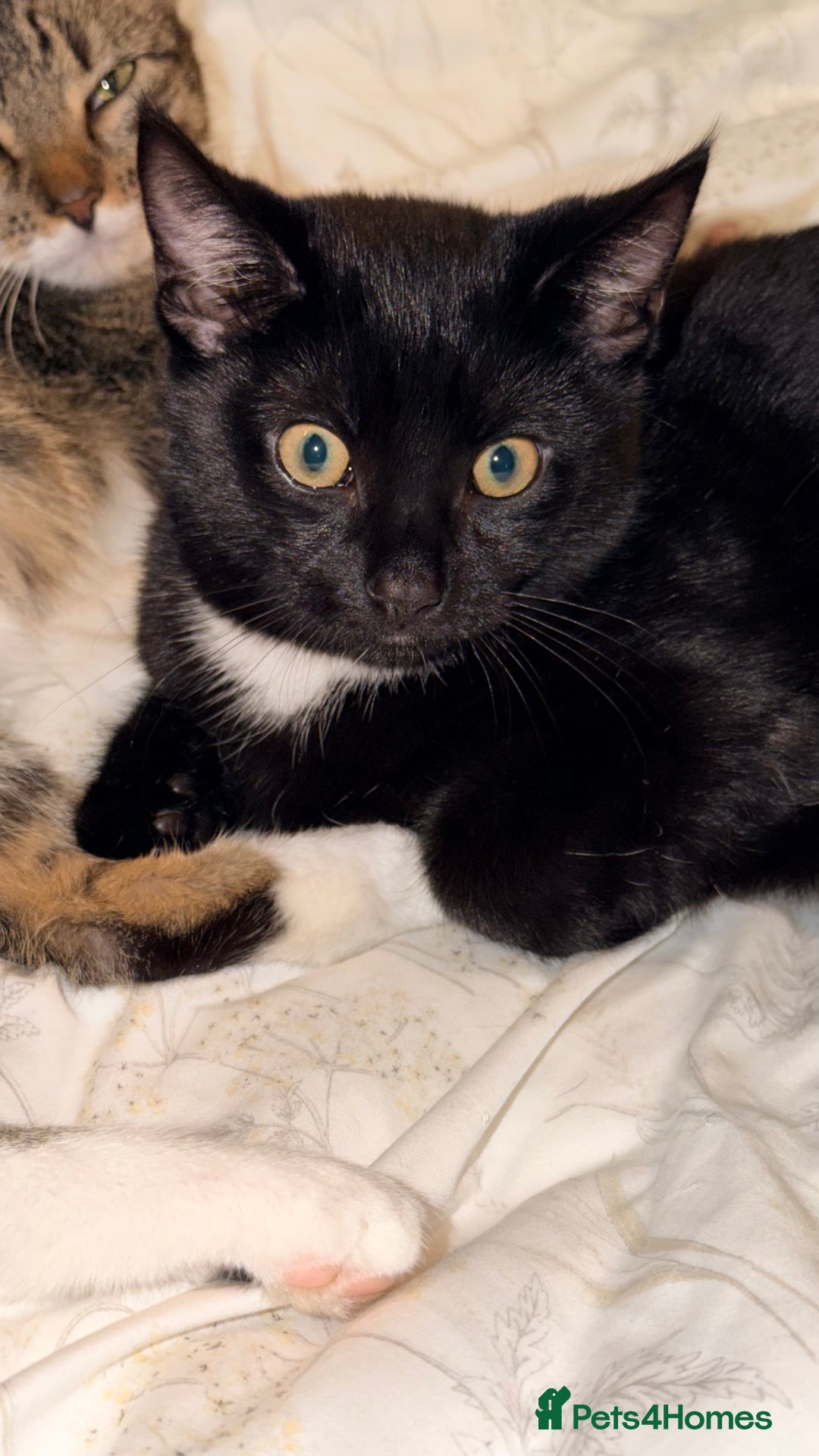 Mixed Breed cats for sale: Two Gorgeous Cats for Sale – Loving Homes Wanted - Advert 2