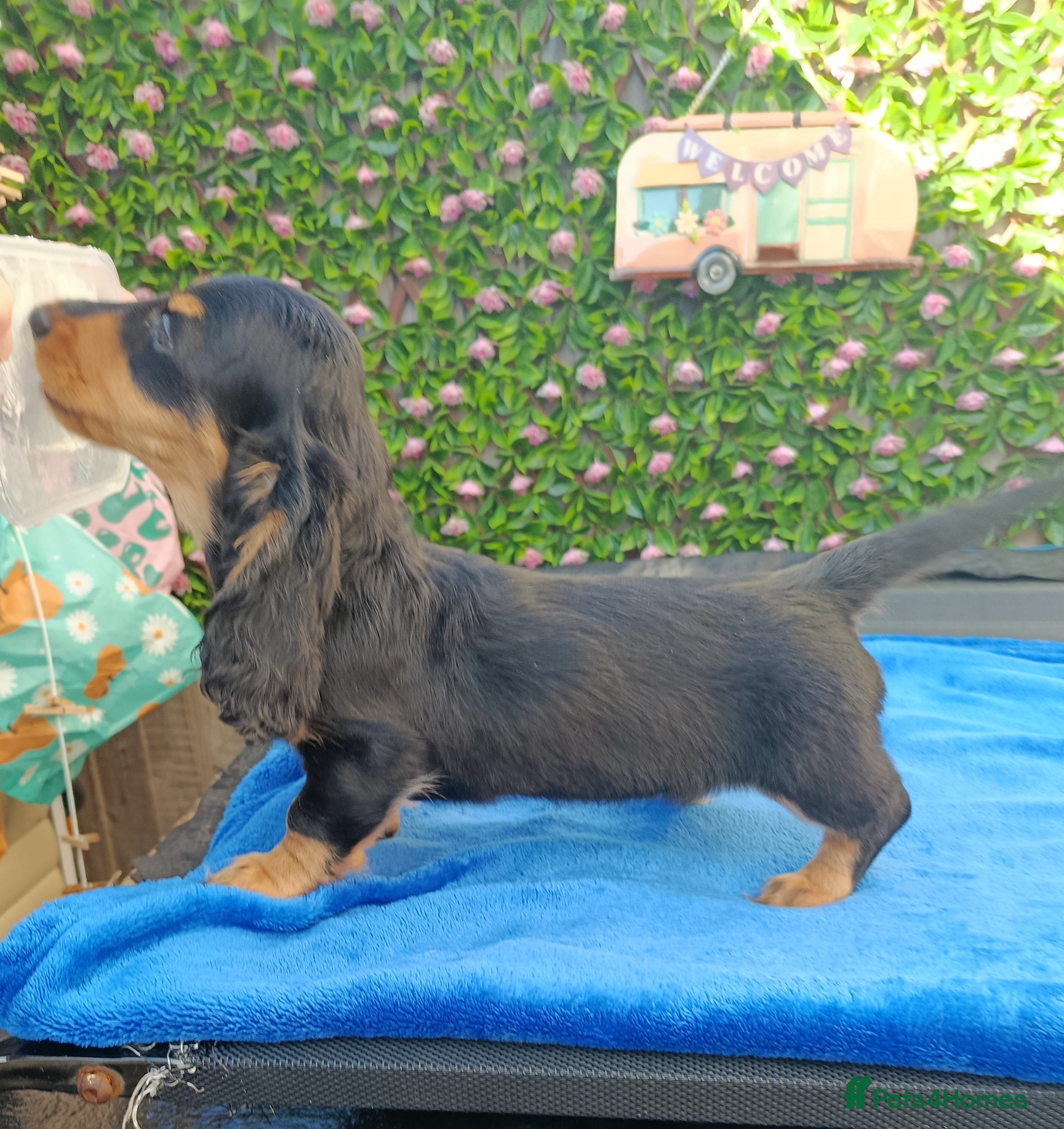 Miniature Dachshund dogs STUNNING MINI LONG HAIR KC REG PRA CLEAR - Advert 2
