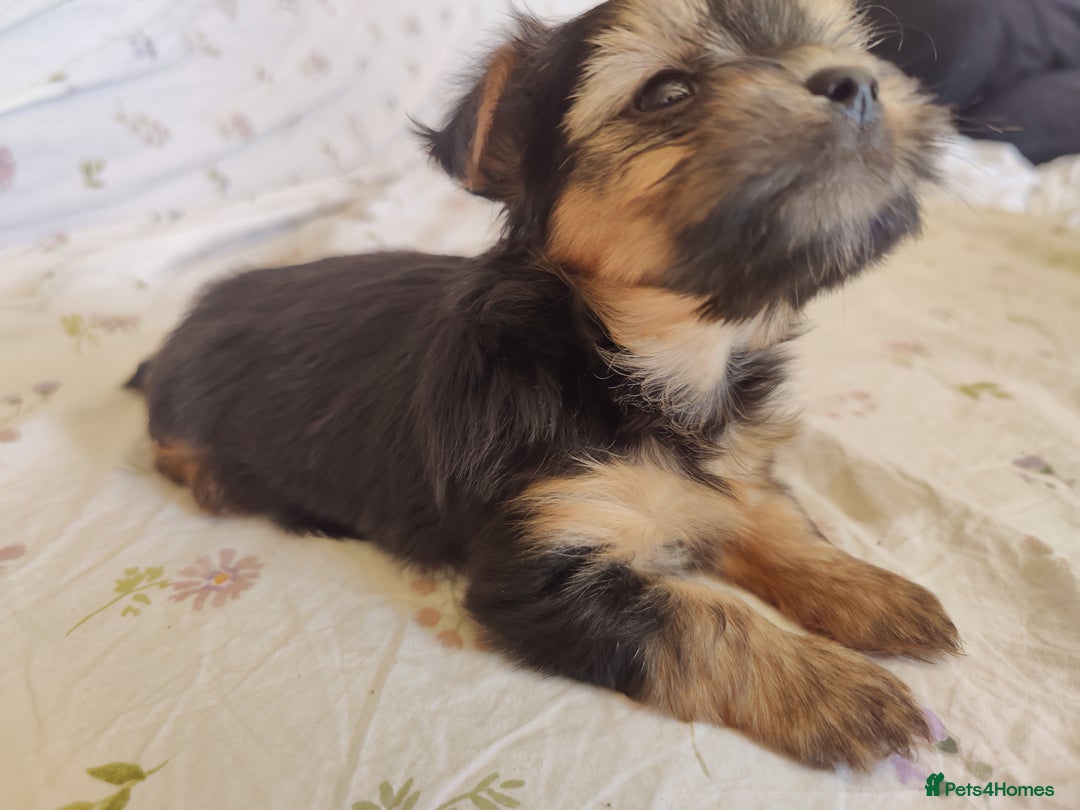 Yorkshire Terrier dogs for sale: Yorkshire terrier puppies  - Image 4