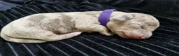 Miniature Dachshund dogs for sale: 💎 TOP QUALITY KC REG & PRA CLR MINI DACHSHUNDS💎 - Advert 21
