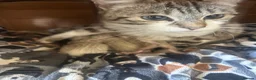 Bengal cats for sale: Bengal kittens  - Advert 1