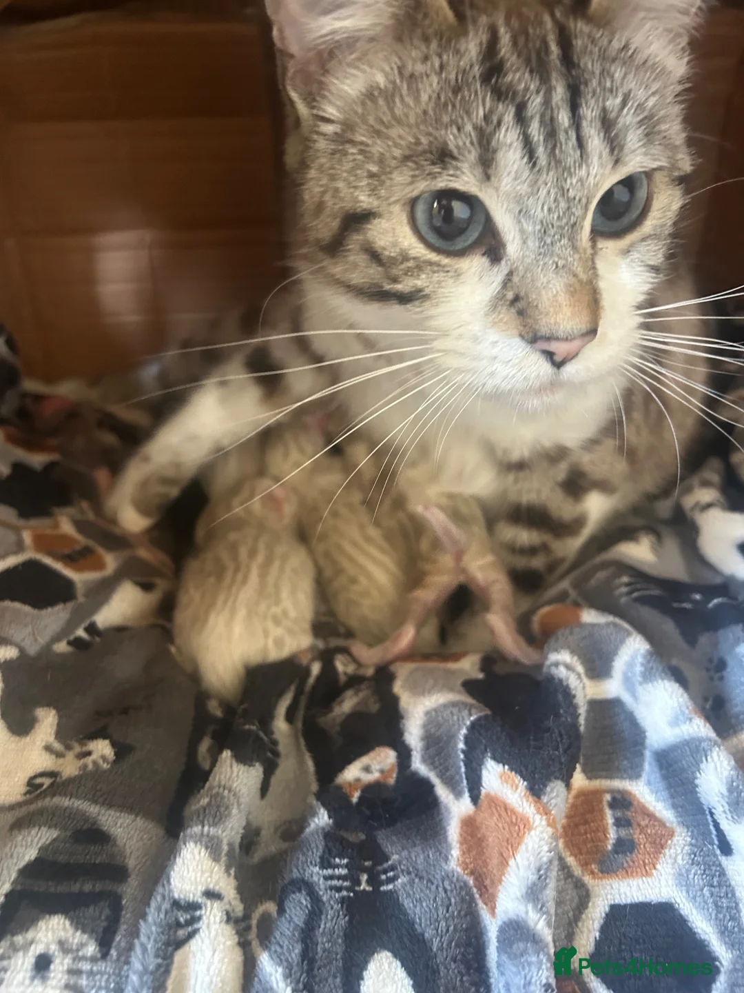 Bengal cats for sale: Bengal kittens  - Advert 1