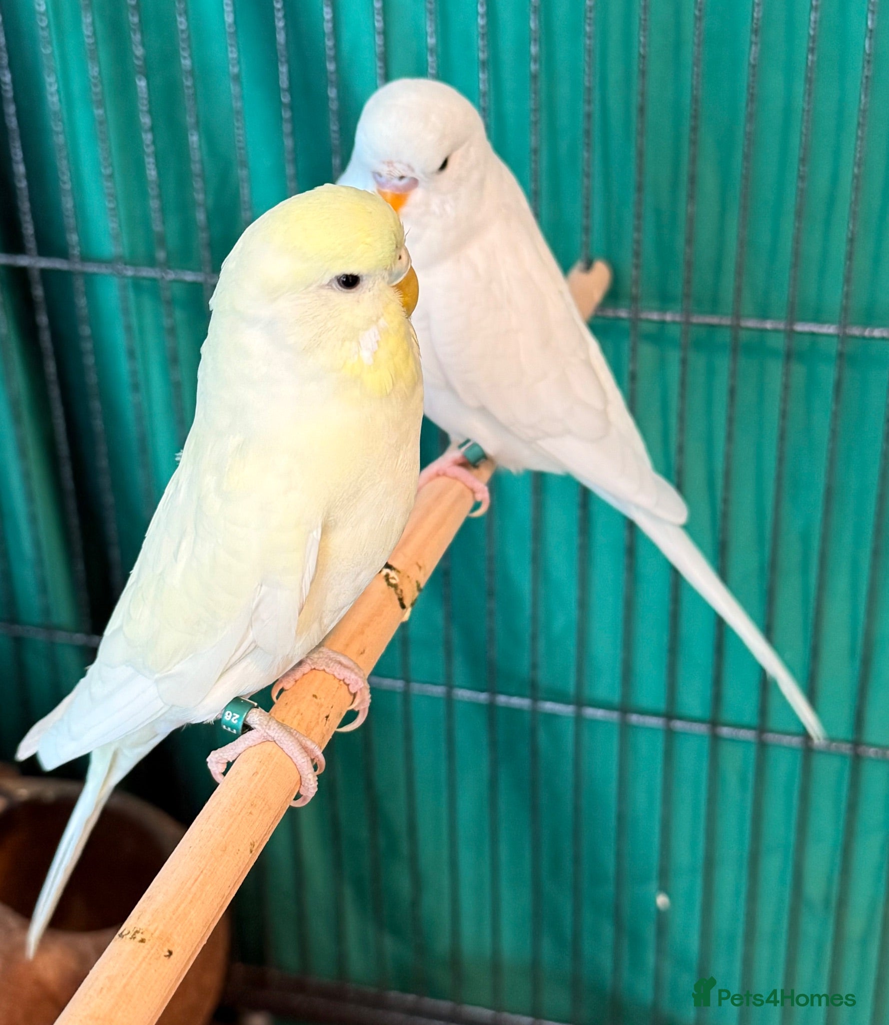 Budgerigars birds Pair of bonded budgies male & female 4 months old - Advert 1