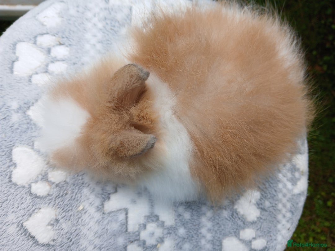 Lionhead rabbits for sale: Stunning DM Lionhead baby rabbits RTR - Image 12