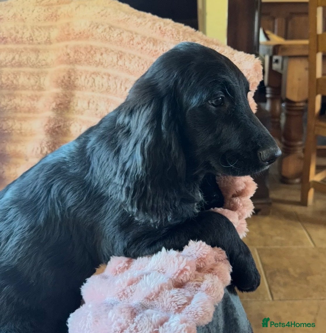 Sproodle dogs Healthy F1 Sproodles fully vaccinated - Advert 2