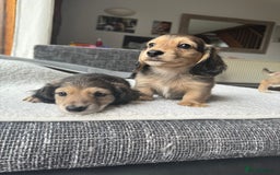 Mixed Breed dogs for sale: Miniature longhair dachshund  - Image 4