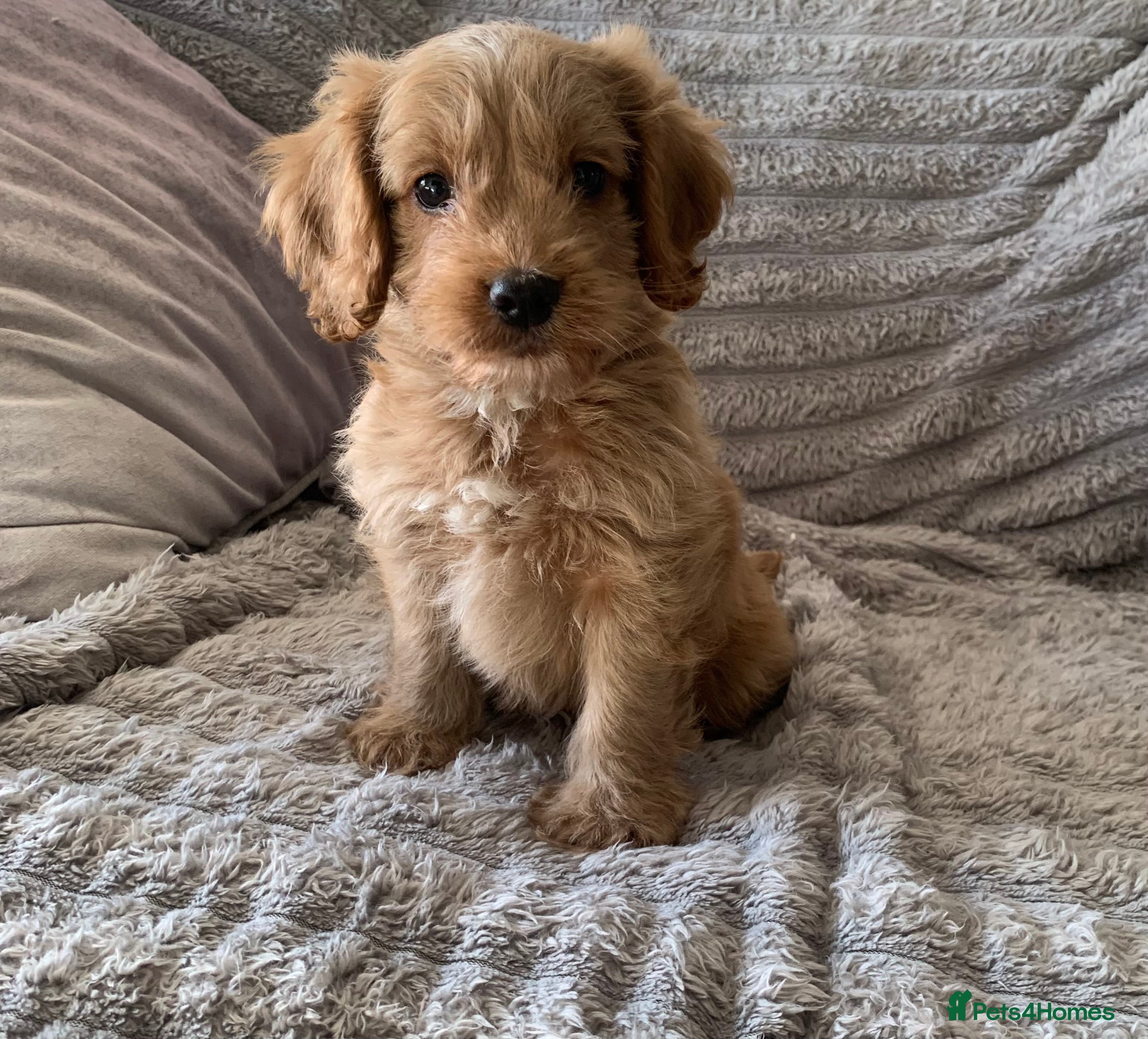 Cockapoo dogs Stunning red cockapoo puppies  - Advert 2