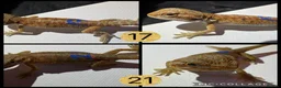 Bearded Dragon reptiles for sale: 10 Beautiful baby bearded dragons  - Advert 4