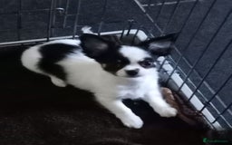 Chihuahua dogs for sale: Beautiful longhaired chihuahua boys ready now  - Image 1