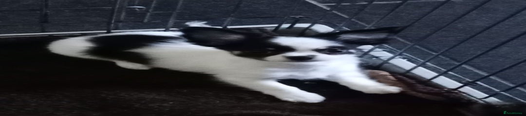 Chihuahua Puppy 1