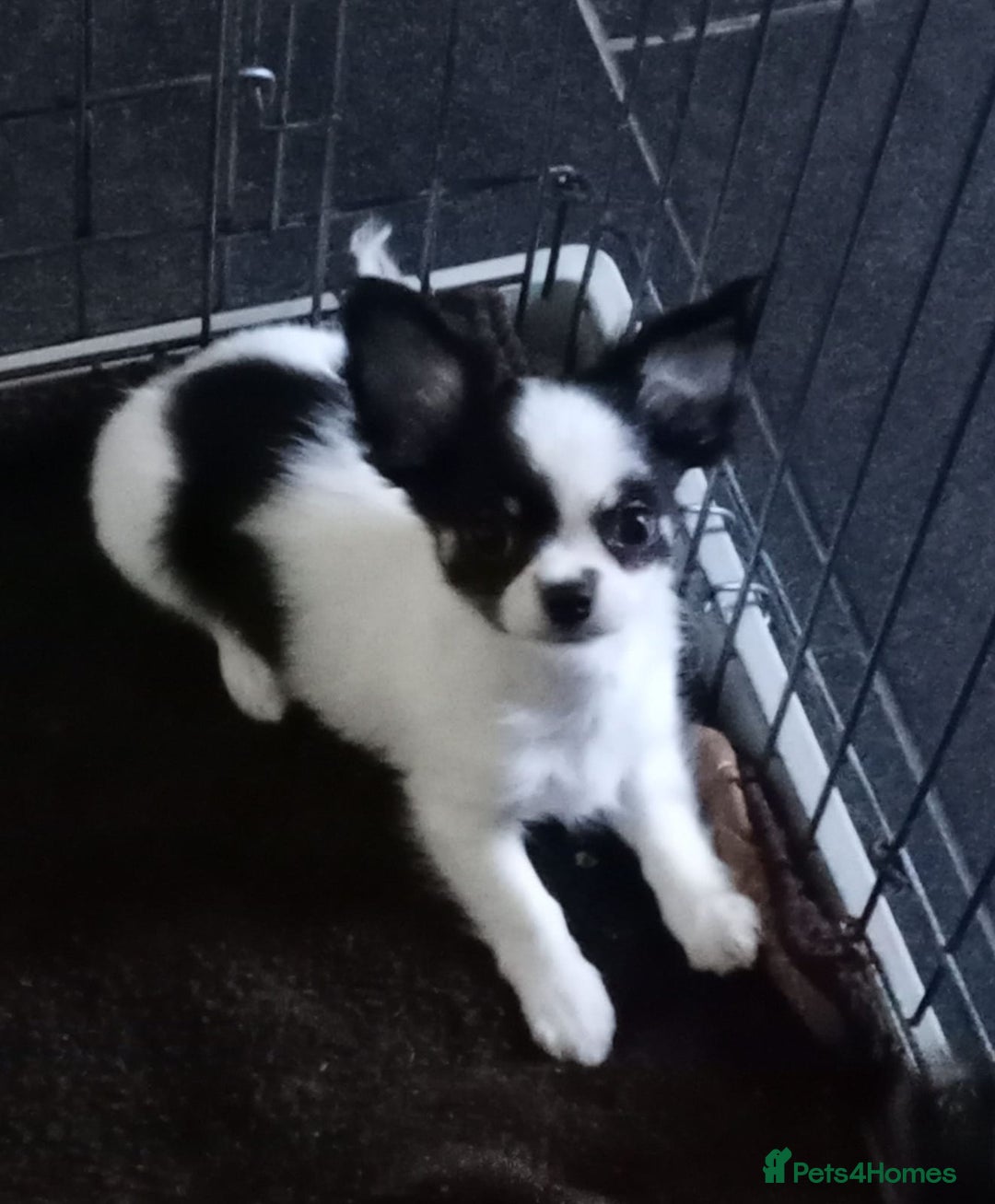 Chihuahua dogs for sale: Beautiful longhaired chihuahua boys ready now  - Image 1